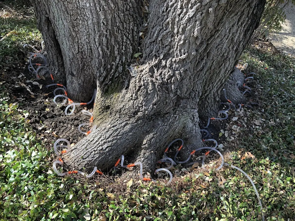Detailed Tree Cabling and Bracing job site in Cedar Point