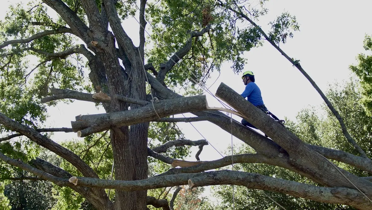 Professional Crown Thinning performed by certified arborists in Cedar Point